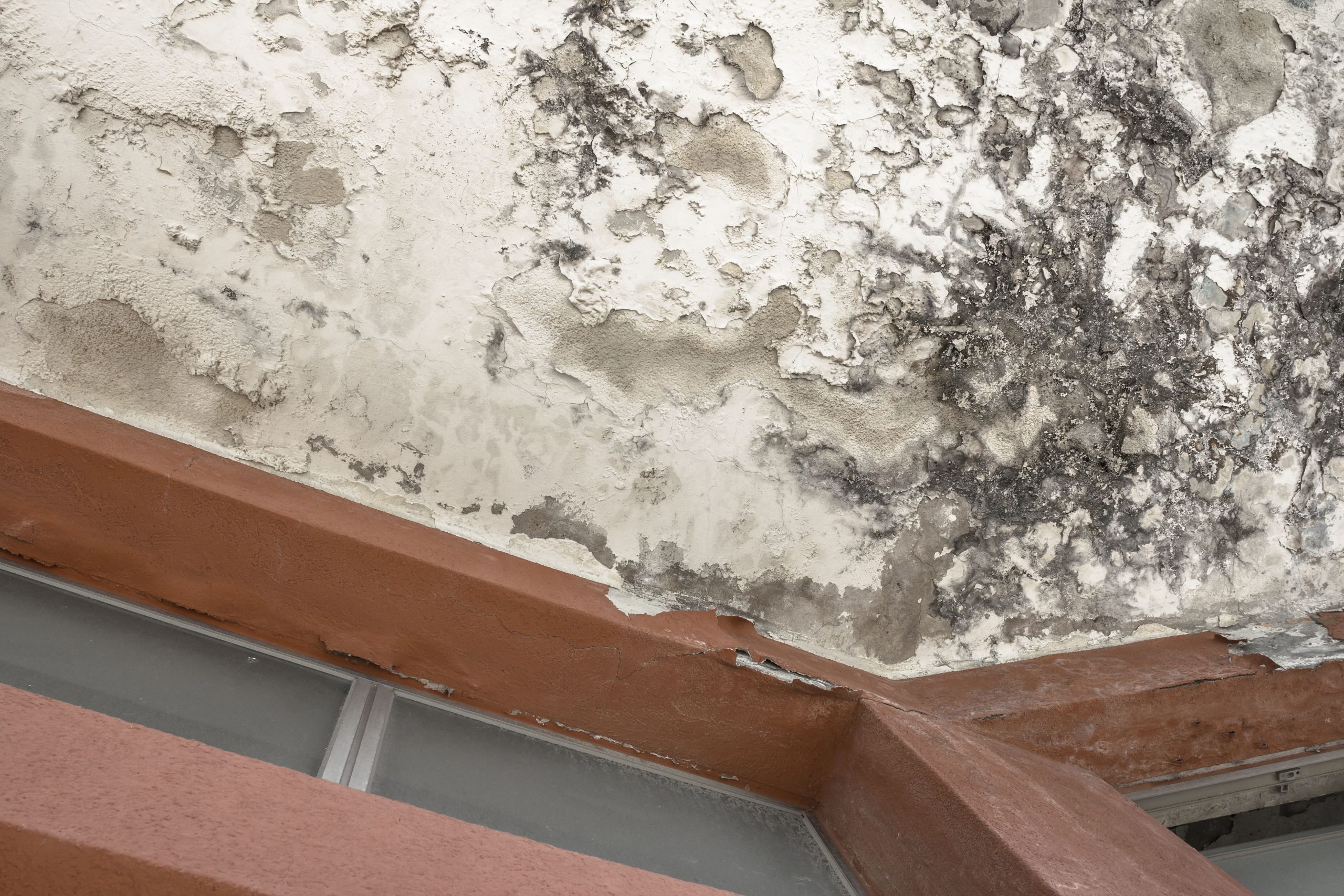 mold damage in rhode island