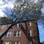 tree damage from storm ri