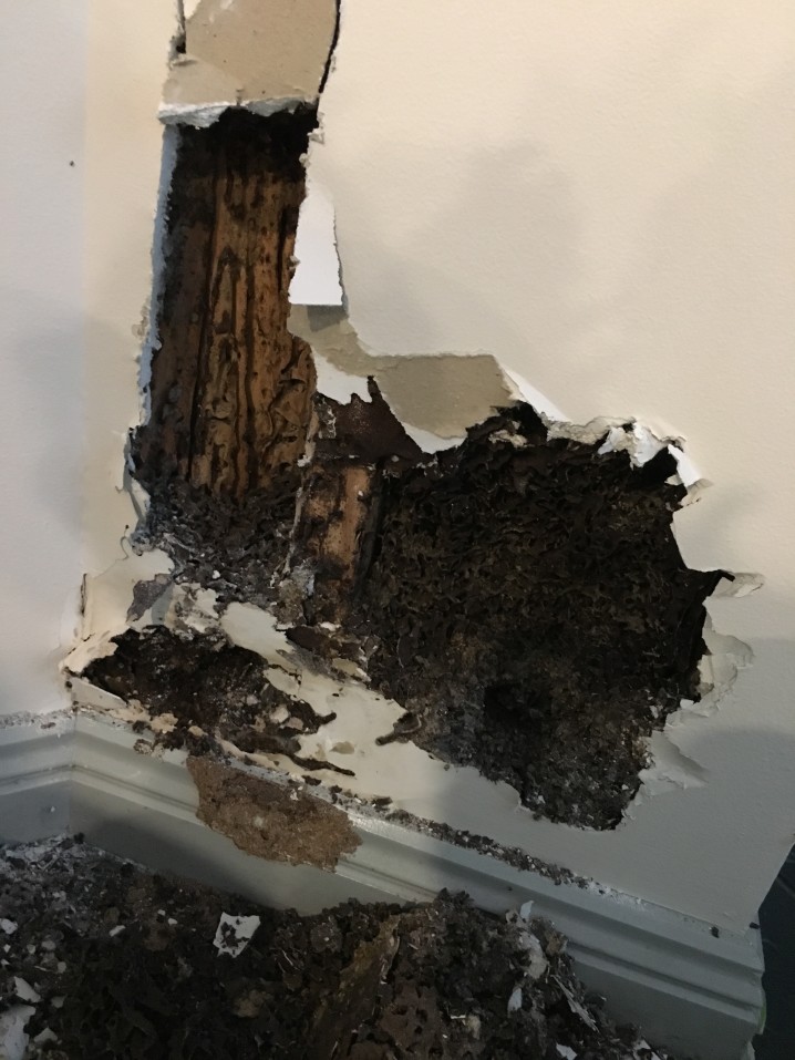 damage from termites resulting in denied property damage insurance claim. Central falls RI restoration work.