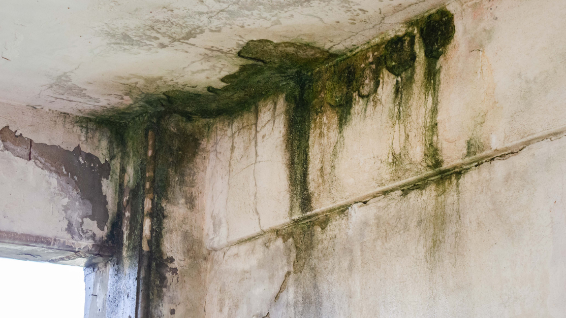mold damage to home in warwick, ri