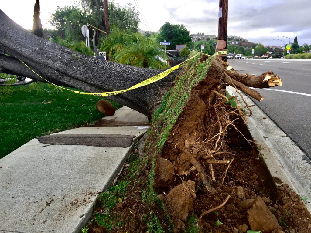 fallen tree on street in rhode island
